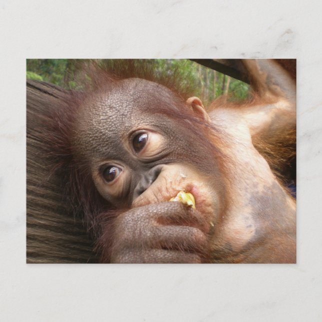 Postal Bebé lindo Orangutan Sueños de Mami (Anverso)