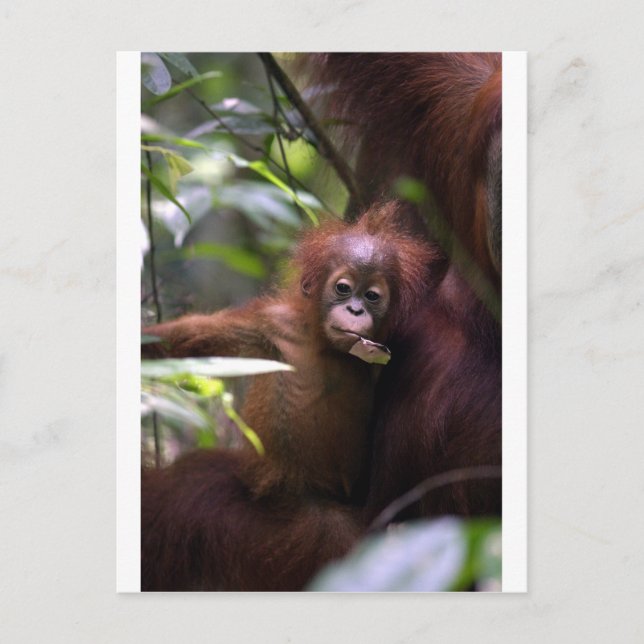 Postal Bebé lindo orangután Sumatra (Anverso)