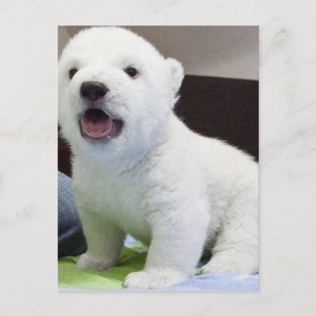 Postal bebé lindo polarbear (Anverso)