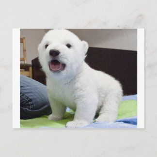 Postal bebé lindo polarbear