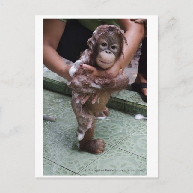 Postal Bebé más bajo de la historia - Orphan de Orangutan (Anverso)