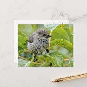 Postal Bebé mojado lindo Bushtit Songbird en Laurel