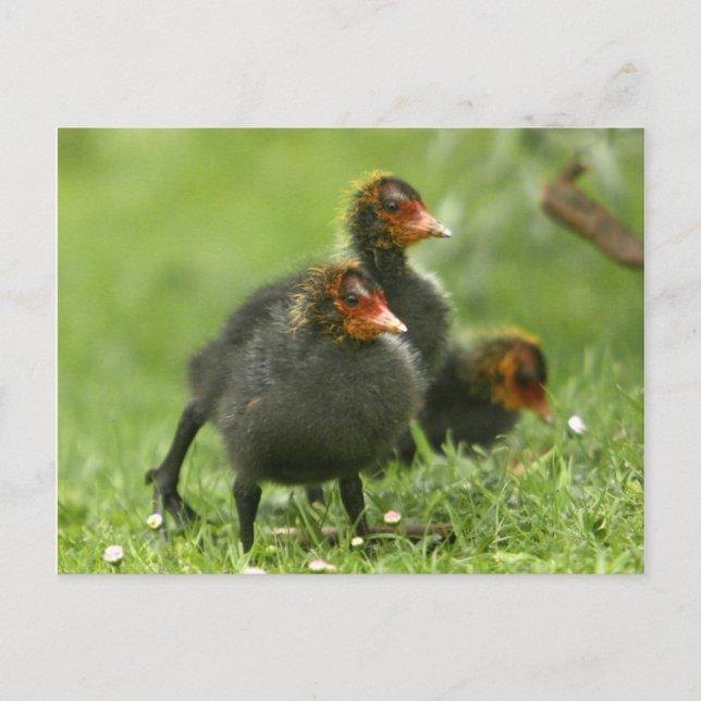 Postal Bebé Moorhens, Inglaterra. (Anverso)