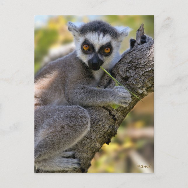 Postal Bebé Ring Tail Lemur (Anverso)