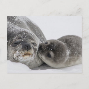 Postal Bebé Seal Kissing Mom