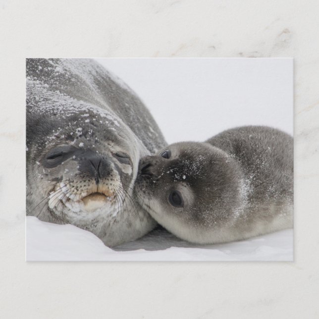 Postal Bebé Seal Kissing Mom (Anverso)
