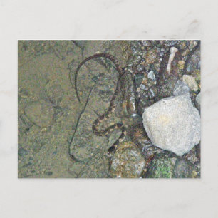 Postal Bebé - Serpiente de Agua del Norte (sipedón de Ner