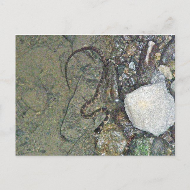 Postal Bebé - Serpiente de Agua del Norte (sipedón de Ner (Anverso)