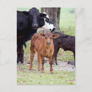 Postal Bebé ternero en primavera