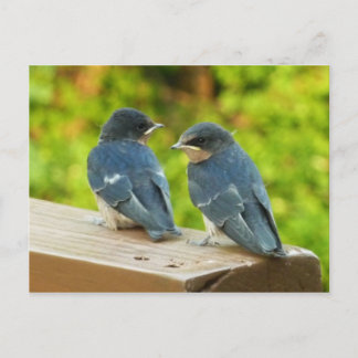 Postal Bebé Traga fotografías de aves naturales