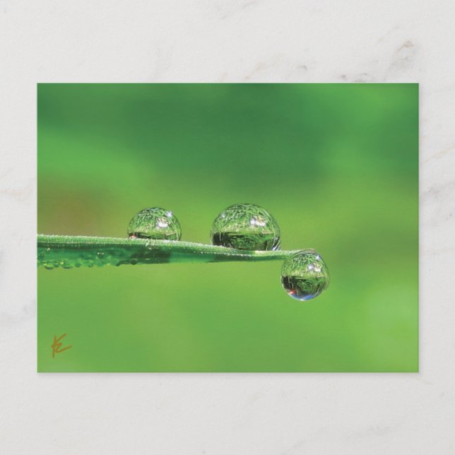 Postal Beber cae sobre la naturaleza pacífica de la hierb (Anverso)