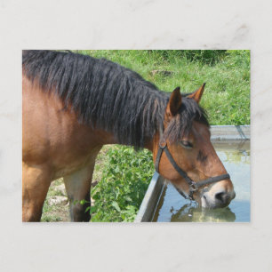 Postal Beber de Pony en la bahía desde el agua hasta el a