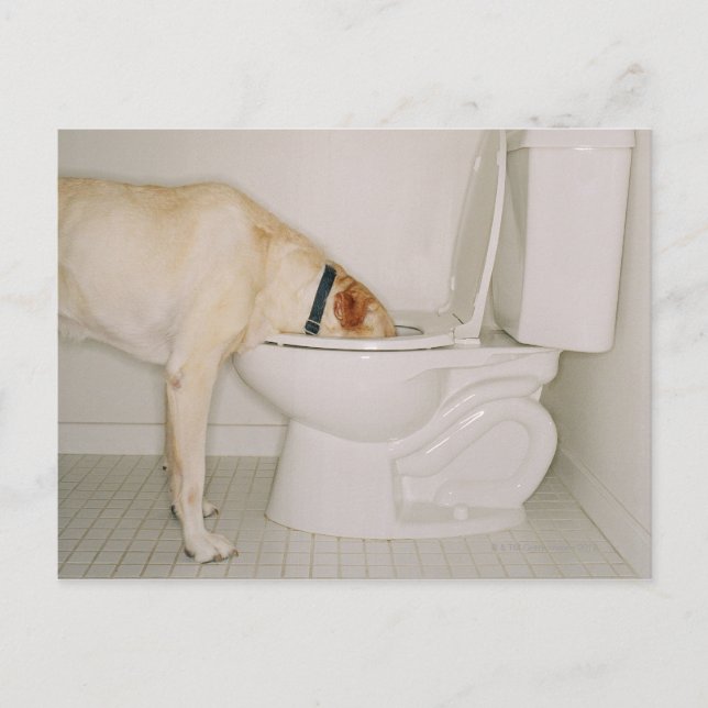 Postal Beber perro del inodoro (Anverso)
