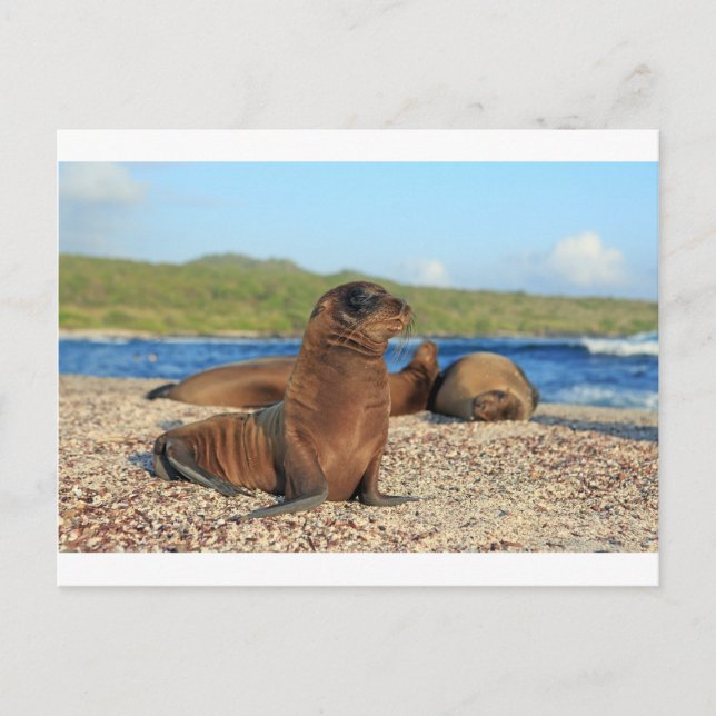 Postal Bebés adorables de las islas Galápagos (Anverso)