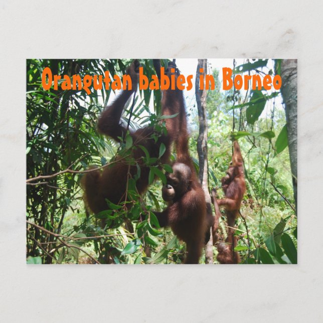 Postal Bebés de Orangután en Borneo (Anverso)