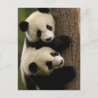 Bebés de panda gigante (Ailuropoda melanoleuca) 2