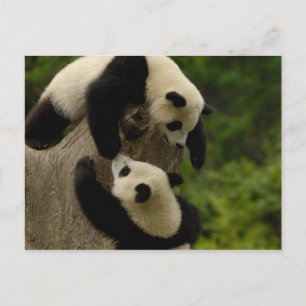 Postal Bebés de panda gigante (Ailuropoda melanoleuca) 5