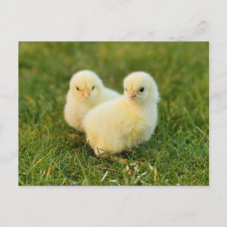 Postal Bebés pequeños y mareados - Animales de granja div
