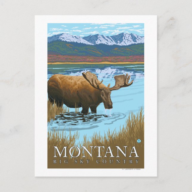 Postal Bebida de alce en el lago - Montana (Anverso)