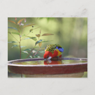 Postal Bebida de Rosella Oriental en Australia