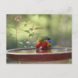 Postal Bebida de Rosella Oriental en Australia