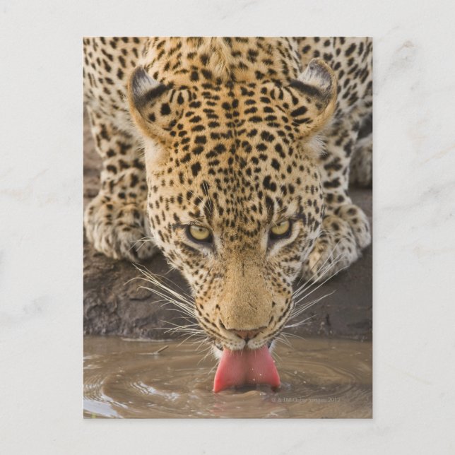 Postal Bebida leopardo, Parque Nacional Greater Kruger, (Anverso)