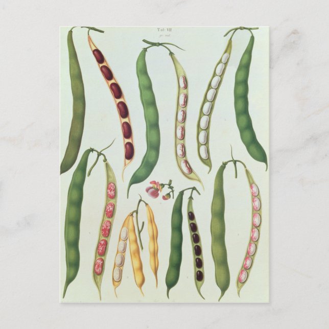 Postal Bebidas (Anverso)