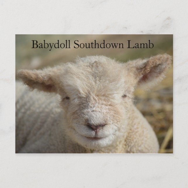 Postal Bebydoll Adorable Southdown Lamb (Anverso)