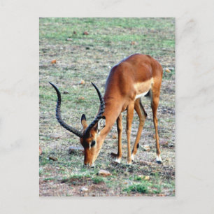 Postal beca gazelle loner