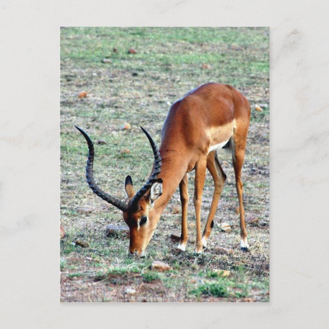 Postal beca gazelle loner (Anverso)