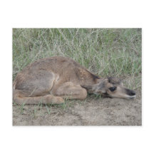 Becerro de antílope berrendo A6