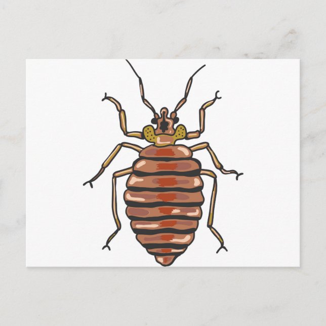 Postal Bed Bug Sketch (Anverso)