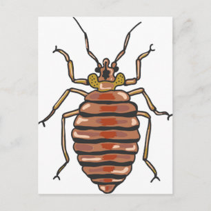 Postal Bed Bug Sketch
