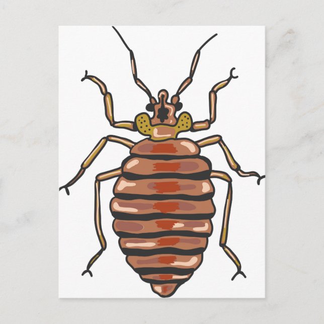Postal Bed Bug Sketch (Anverso)
