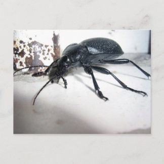Postal Bedal terrestre