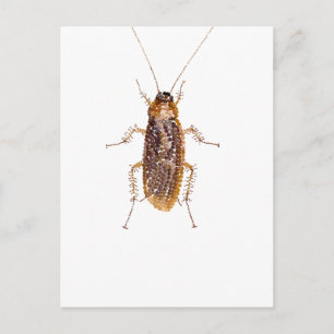 POSTAL BEDAZZLED ROACH
