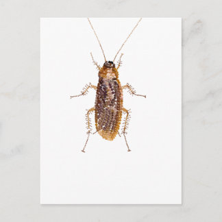 POSTAL BEDAZZLED ROACH