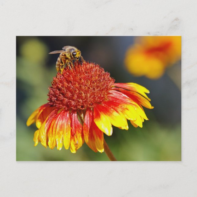 Postal Bee (Anverso)