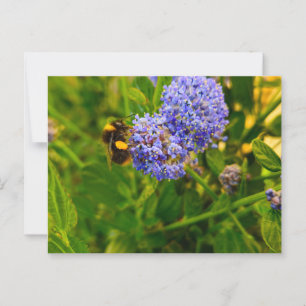 Postal Bee