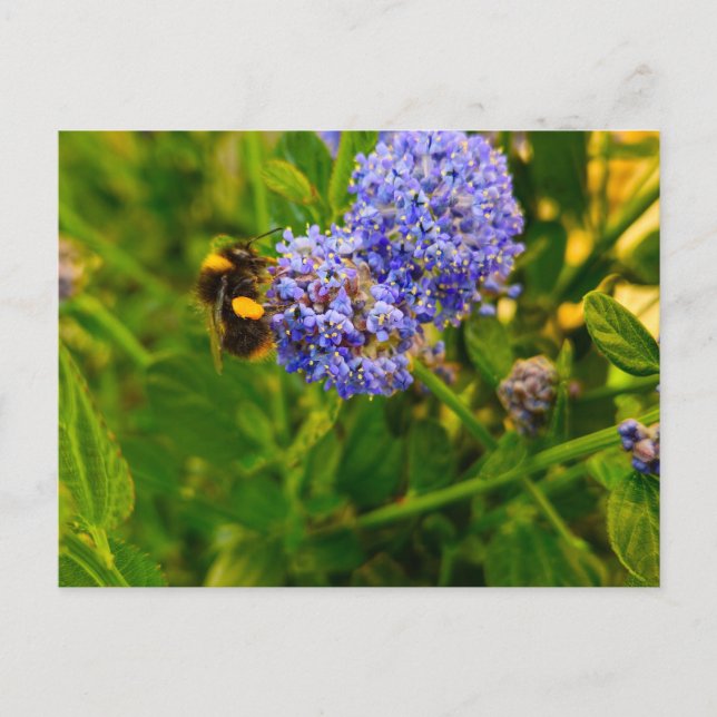 Postal Bee (Anverso)