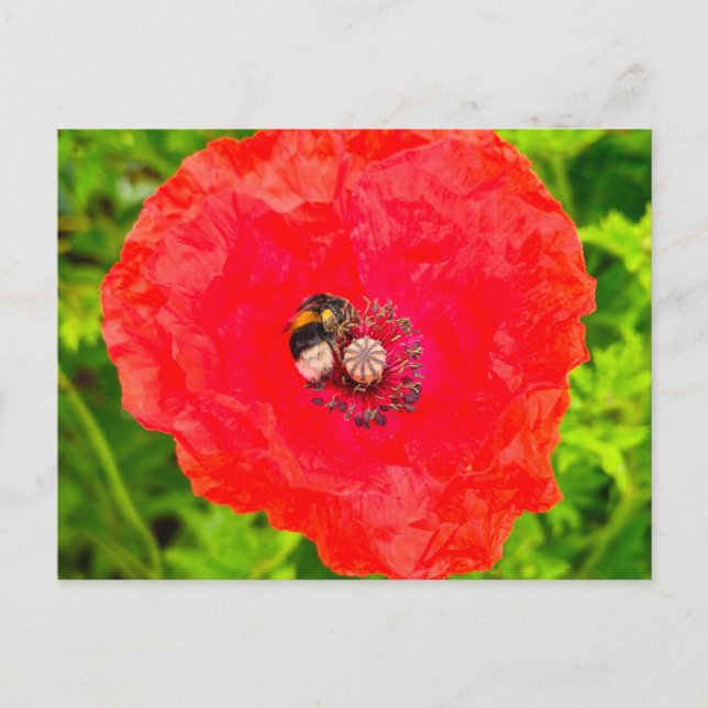 Postal Bee (Anverso)