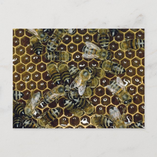 Postal Bee (Anverso)