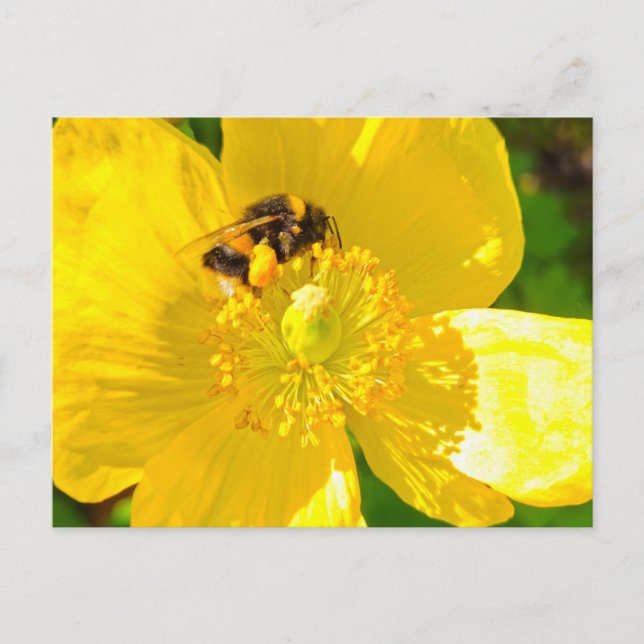 Postal Bee (Anverso)