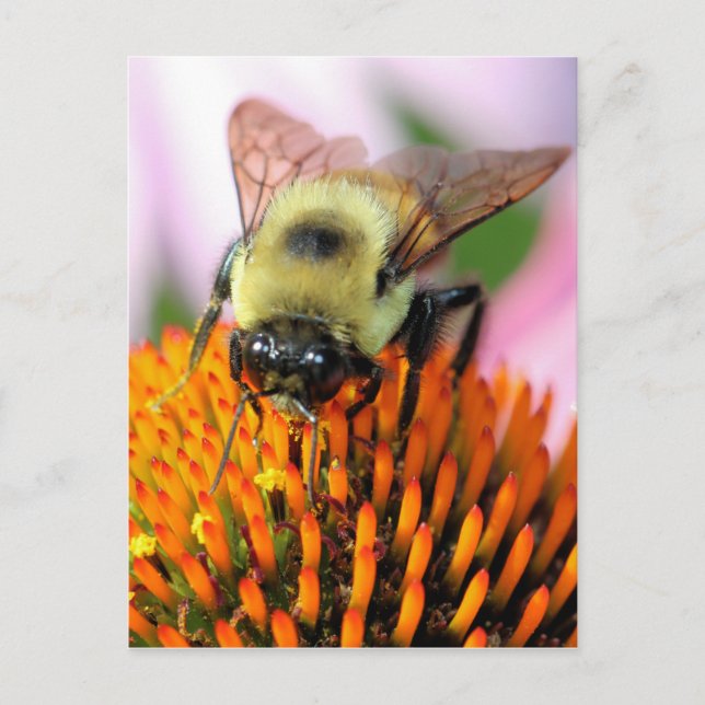 Postal Bee (Anverso)
