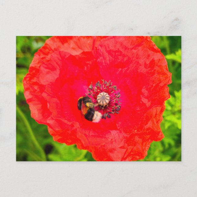 Postal Bee (Anverso)