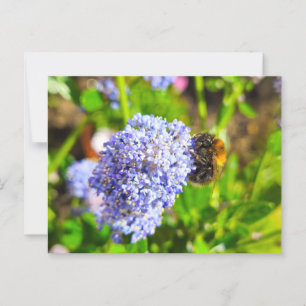 Postal Bee