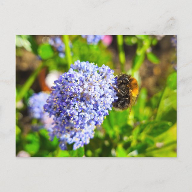 Postal Bee (Anverso)