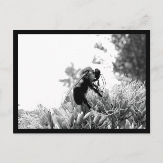 Postal Bee (Anverso)