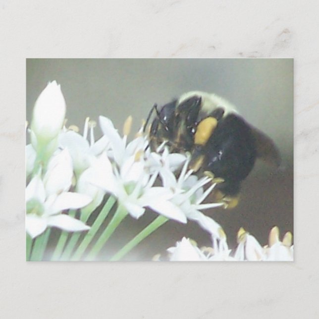 Postal Bee (Anverso)