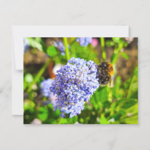 Postal Bee